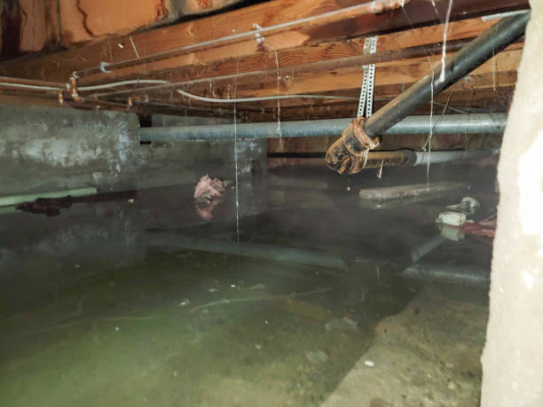 Best Basement water damage restoration  in Winthrop Harbor, IL